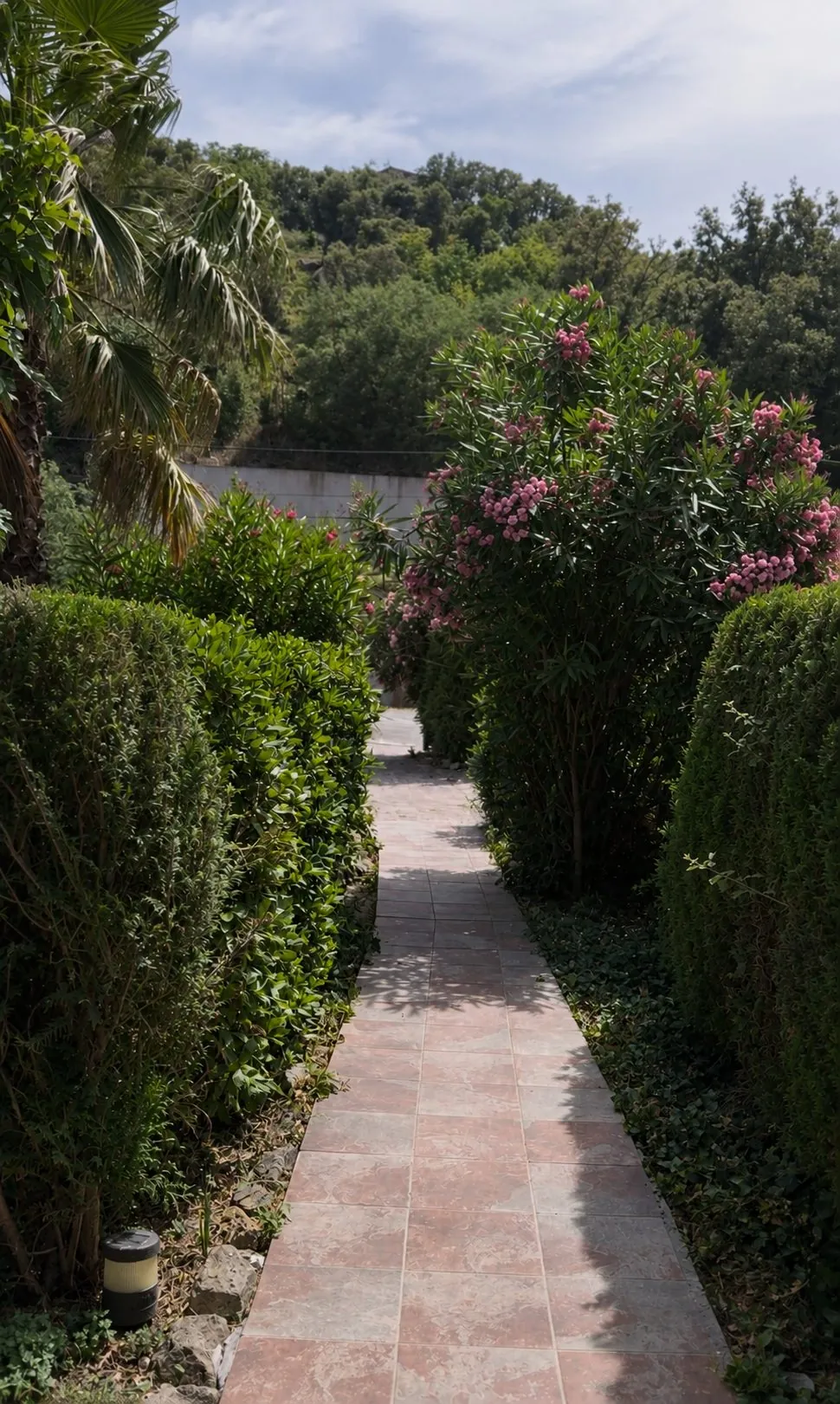 L'allée bordée de lauriers-roses